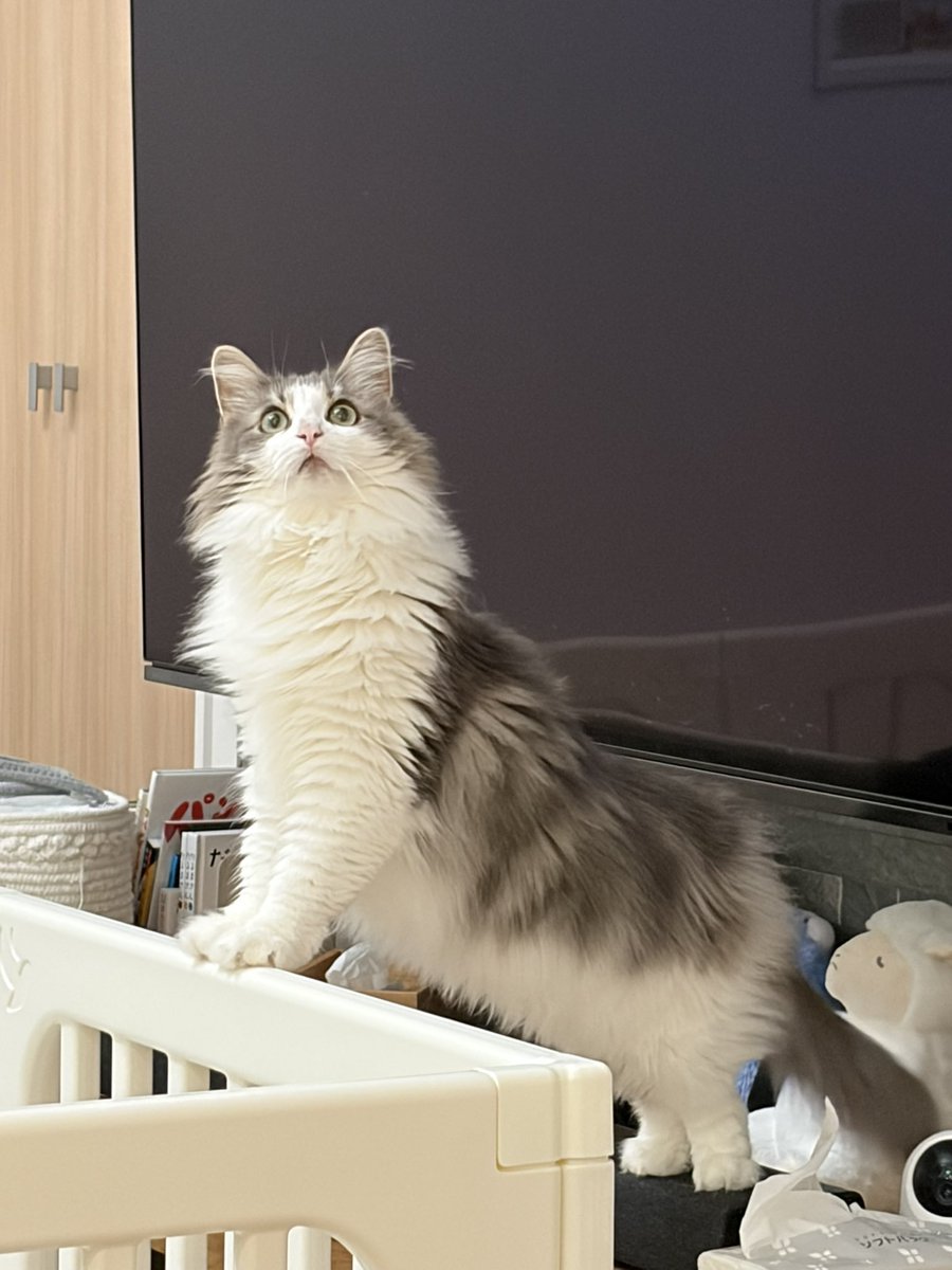 りん🐈ノルウェージャンフォレストキャット tweet media