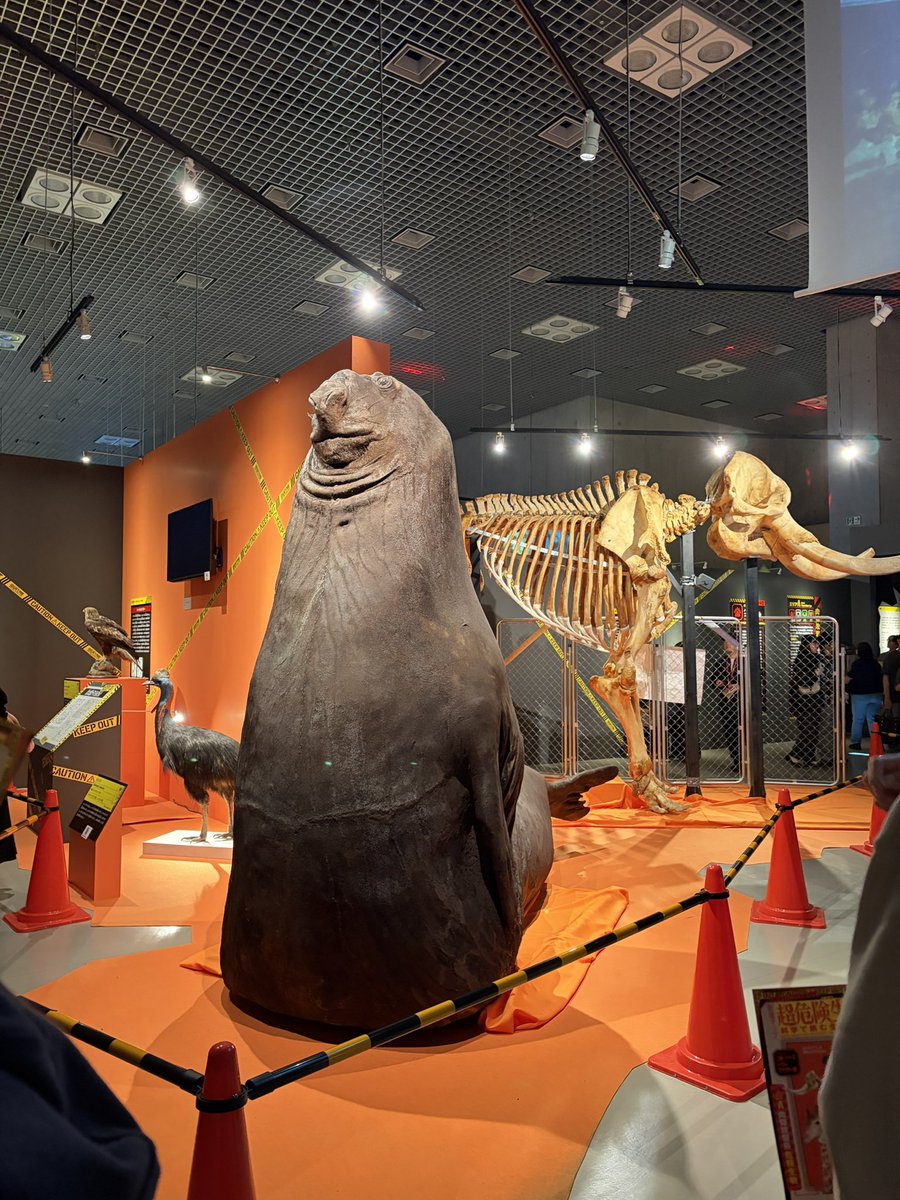 Takepanda02's tweet photo. 超危険生物展行ってきた
思ってた2.5倍展示があって見応えがありました https://t.co/fxEA2kaPfw