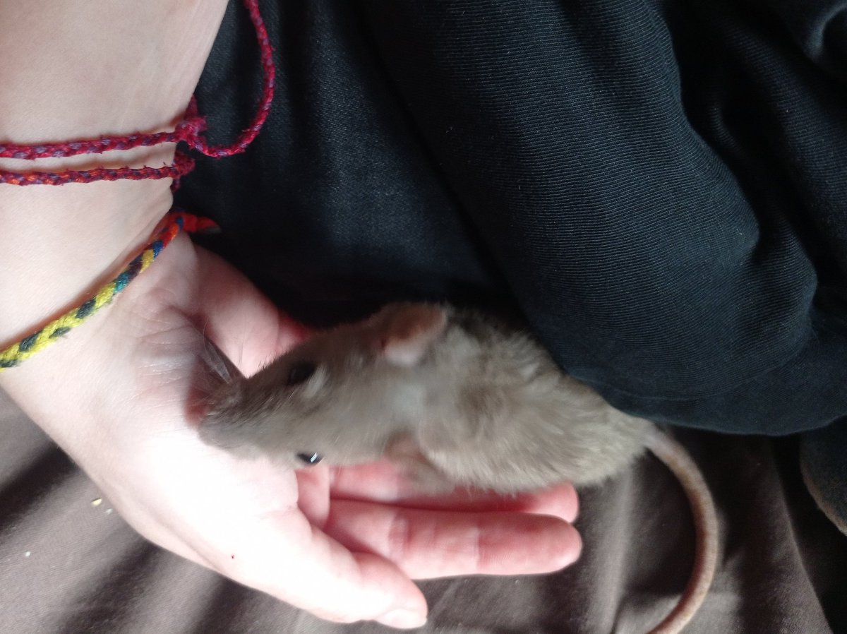 ⛅Вольное Облако🌧️ tweet media