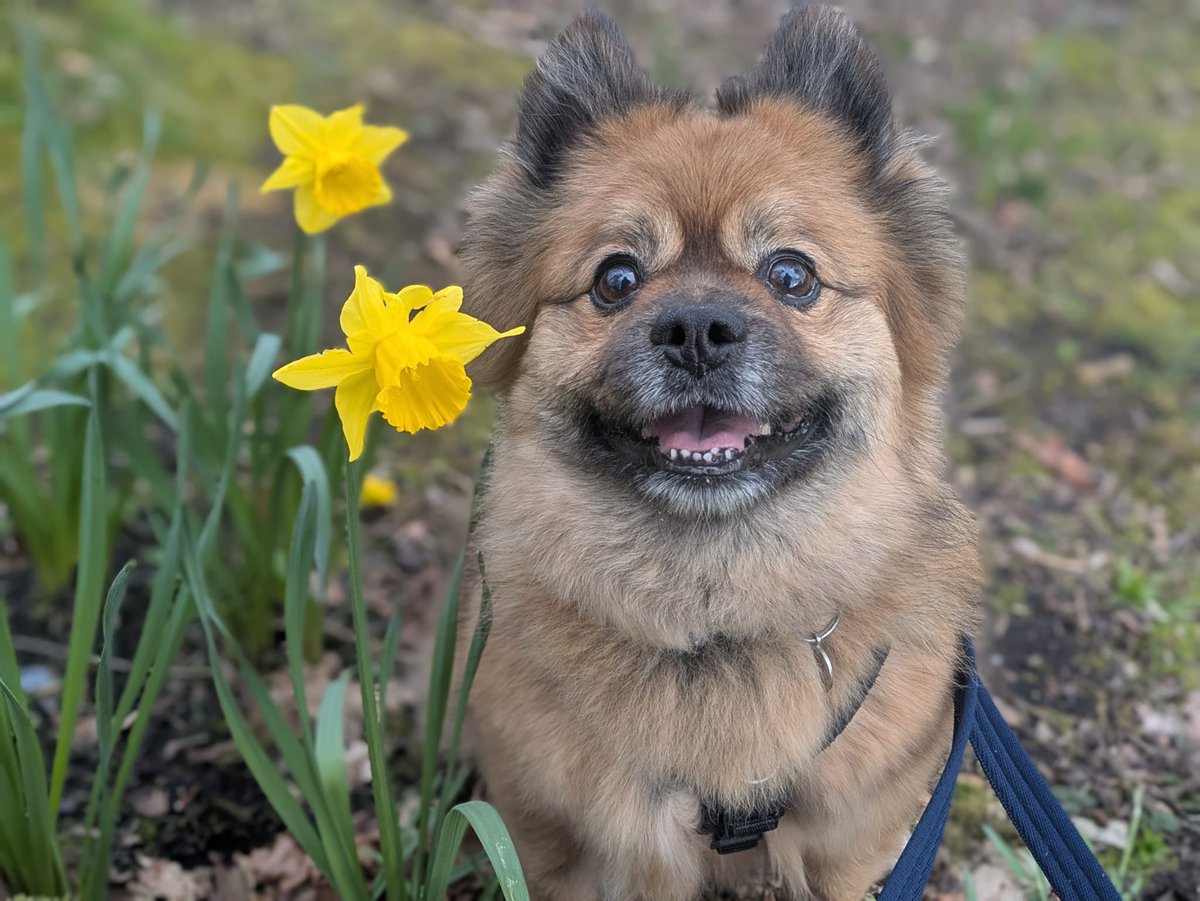 DogsTrust West Calder (Edinburgh) and Dundee tweet media