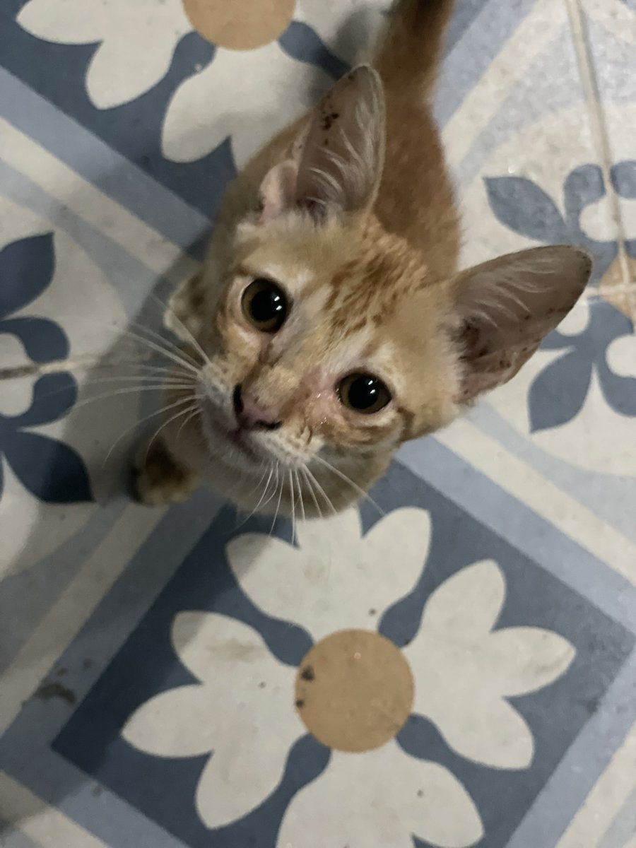 ᨳິ ׂ 𓈒 yasmin ྀ ͚ tweet media