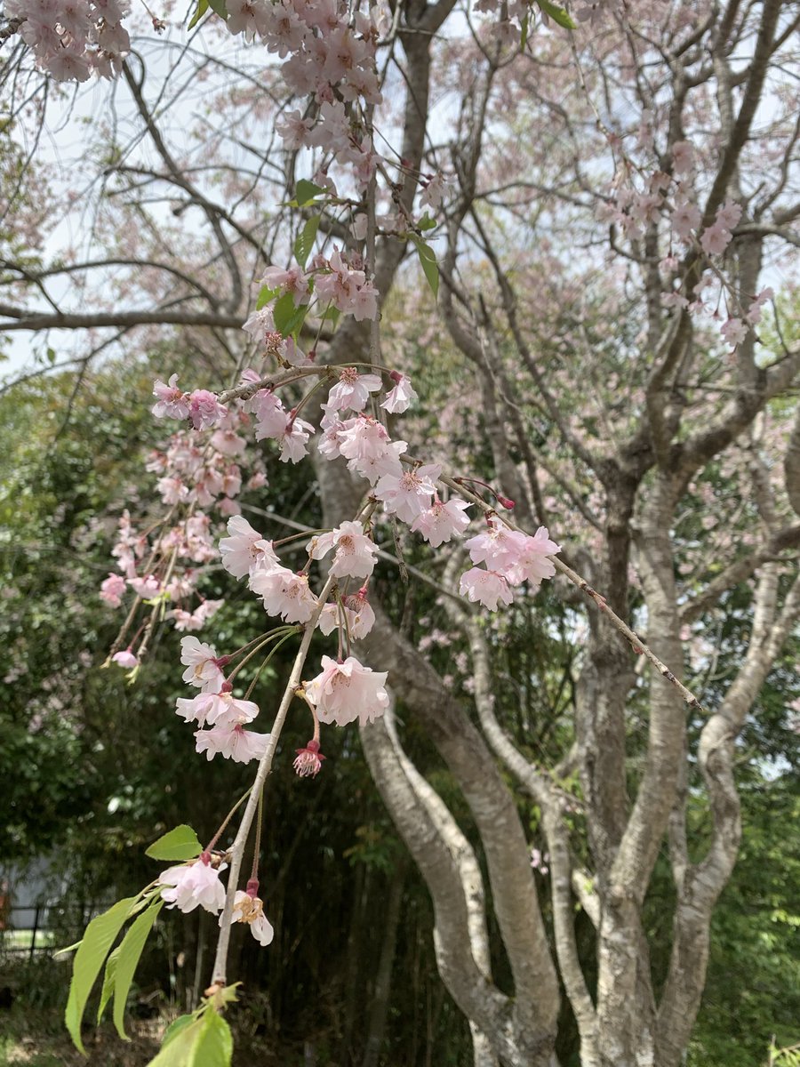 エリマキと桜
桜まだ咲いてた
