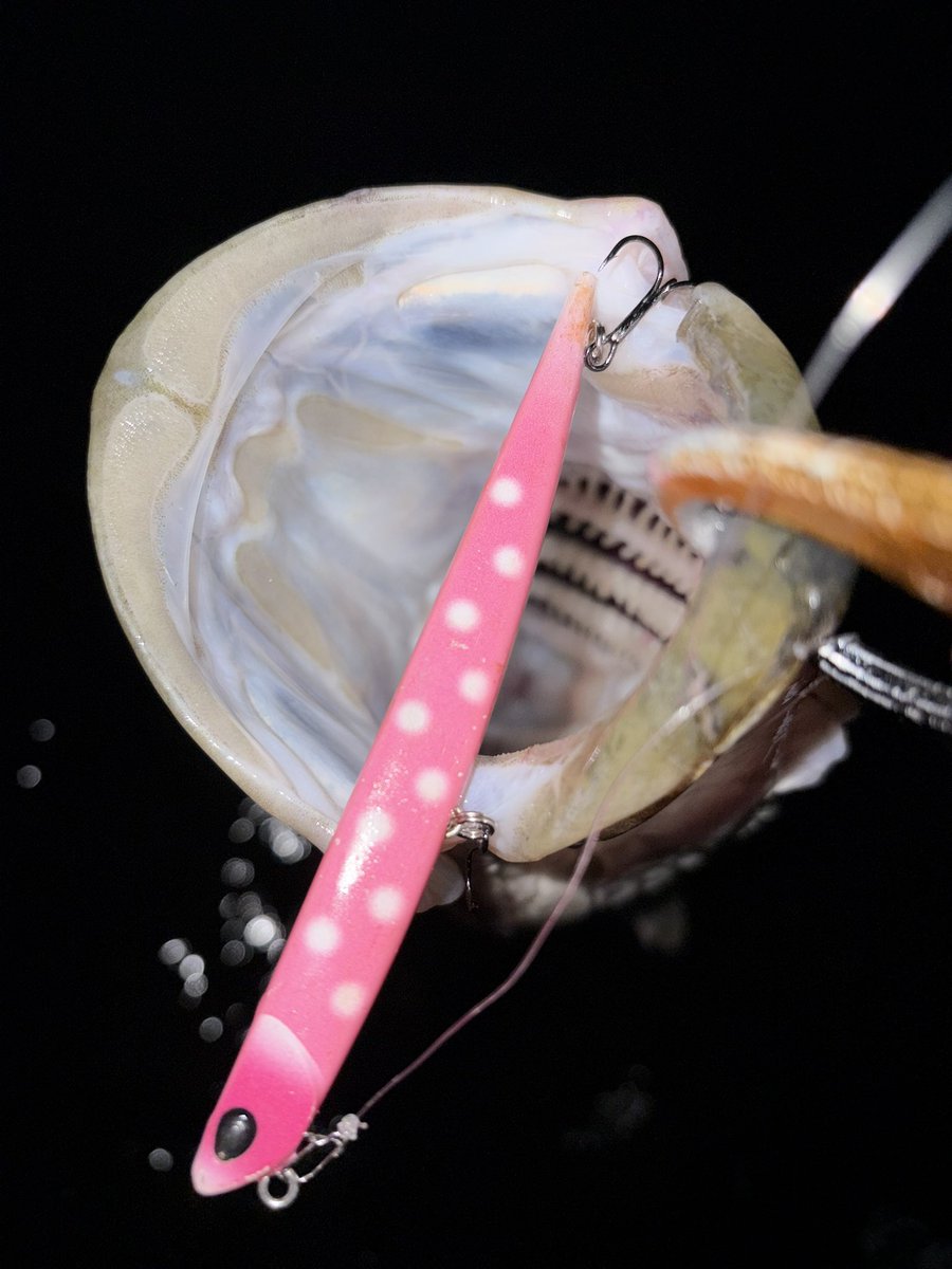 acqua_HiRO's tweet image. 水玉マニックハーモニカで良型含む4キャッチ🙆‍♂️

今日は初シーバスの人を連れてだったけど、釣らせられなくてダメだった。
ルアーに当たる水圧とかって感覚論過ぎてうまく教えられない！

#DUO
#マニック115