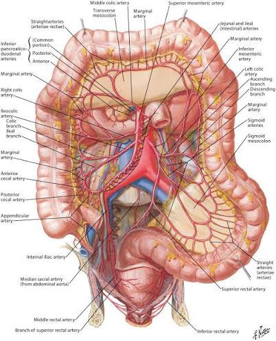 Wait until you find out muscle/bone anatomy is the easiest anatomy to learn and memorize. 

And I’m not kidding, every single structure on all of these pictures (much more in real life actually)  was expected to be known, recognized on a real cadaver or model, every aspect of its