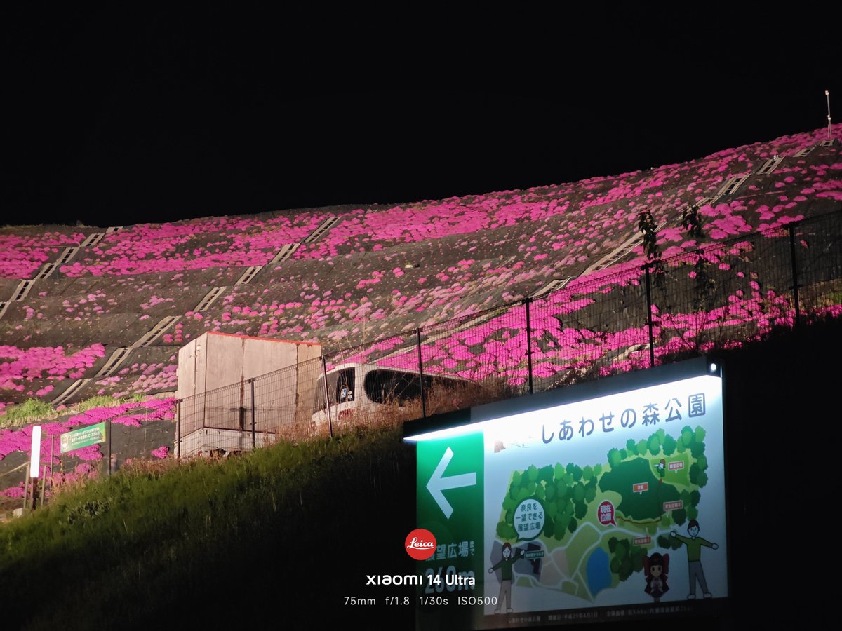 夜の闇に浮かび上がる、鮮やかなピンク。 ​誰かに見せたくなるような