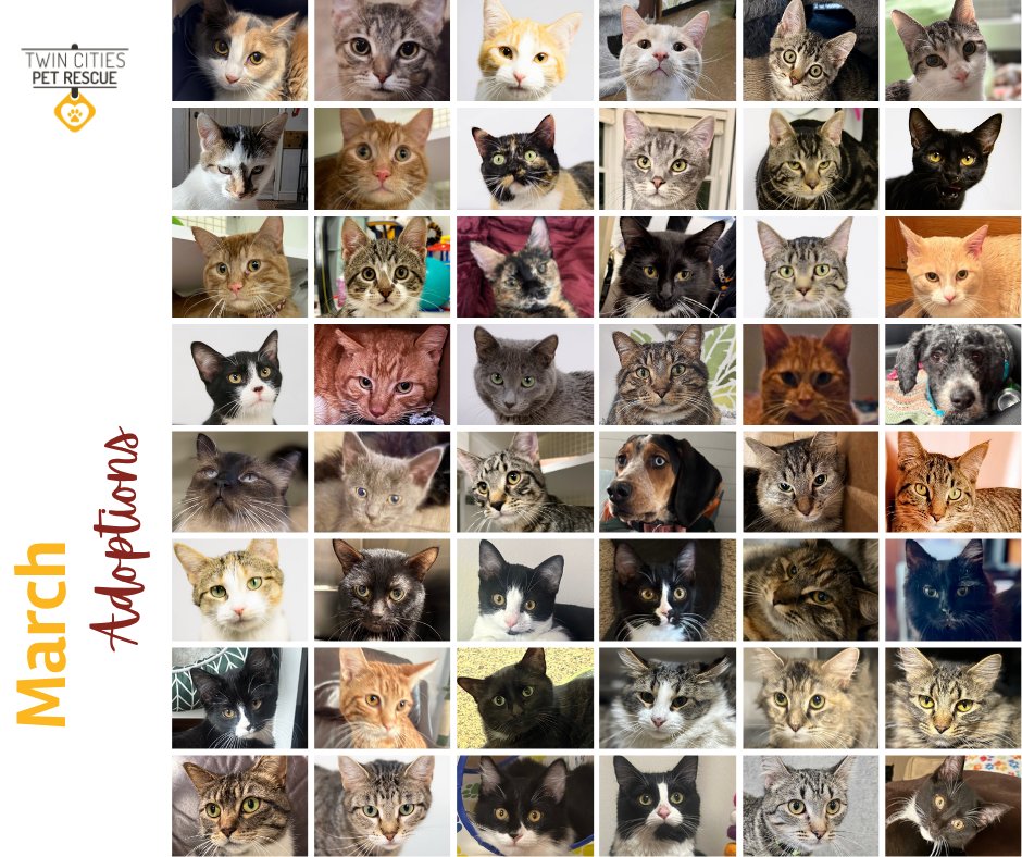 tcpetrescue's tweet photo. Congratulations to the 99 cats and dogs adopted in March!

#Adopt #Cats #Dogs #AdoptablePets #AdoptDontShop #TwinCities #Minnesota https://t.co/B7IZmjAWqR