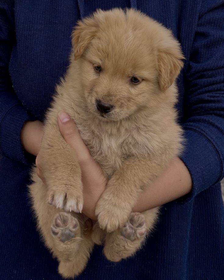 Dogs all the way tweet media