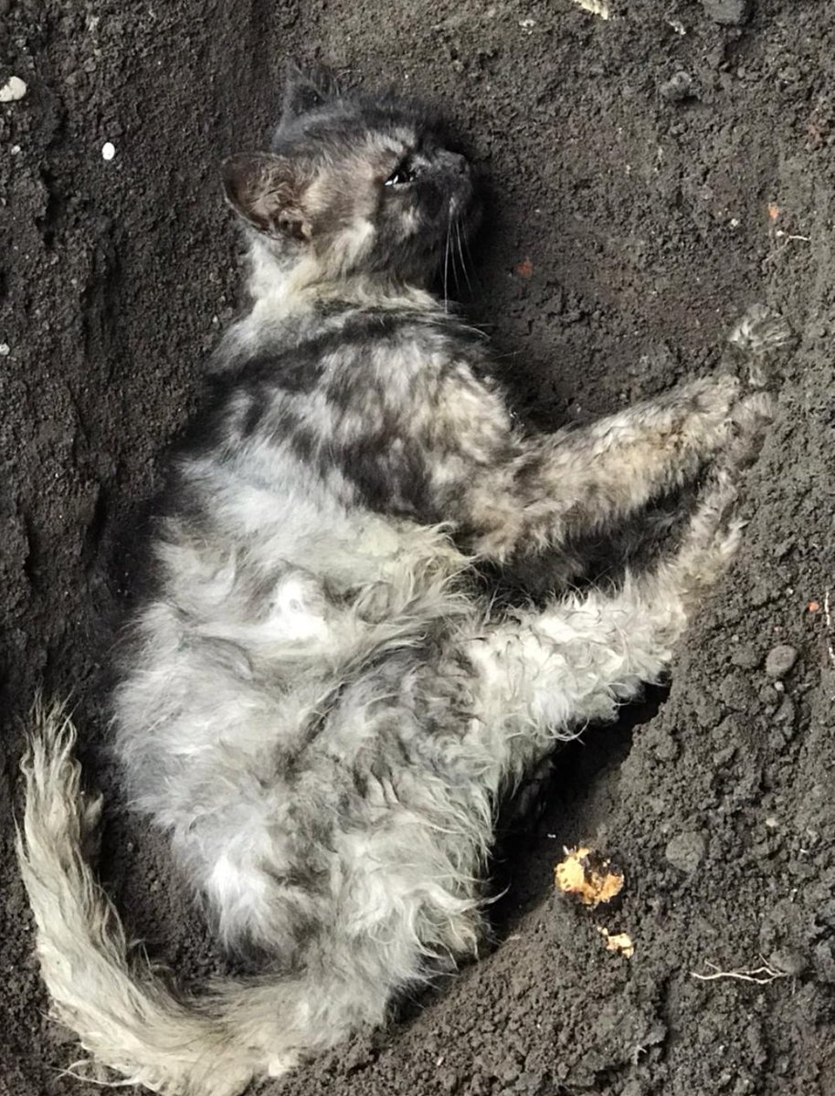 FeranRepom ⛩️ tweet media