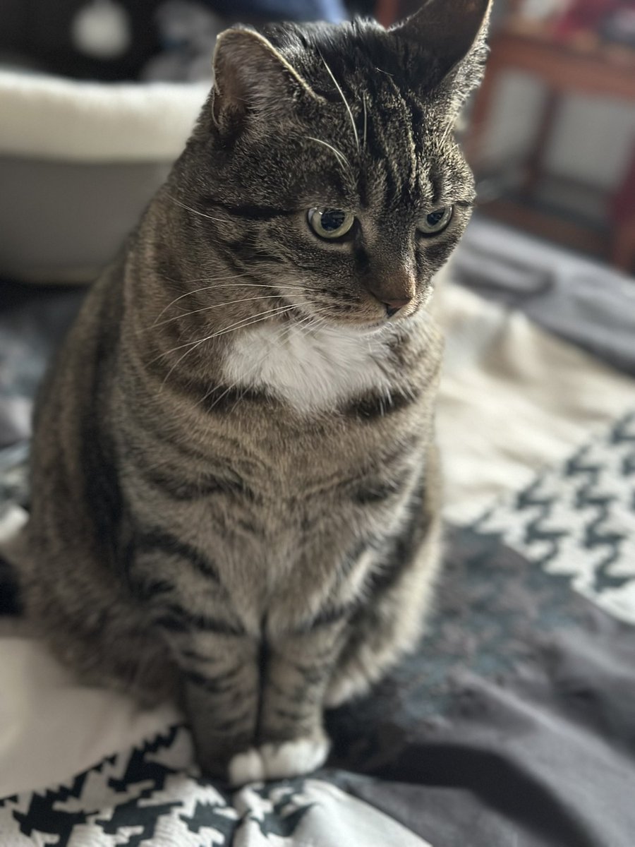 Lisette1701's tweet image. Bin ich die einzige Katze, die sich nichts aus Kartons macht? #Minnie