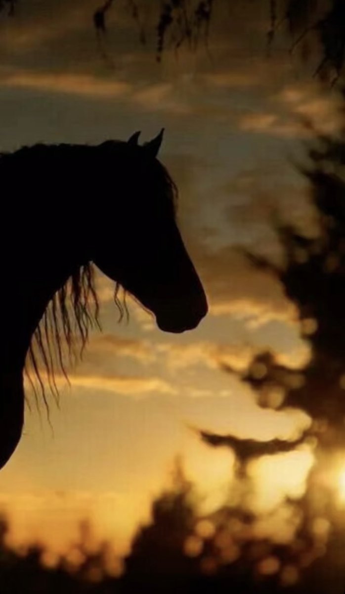 (عســيريه وخوالي الســبعان)البديل tweet media