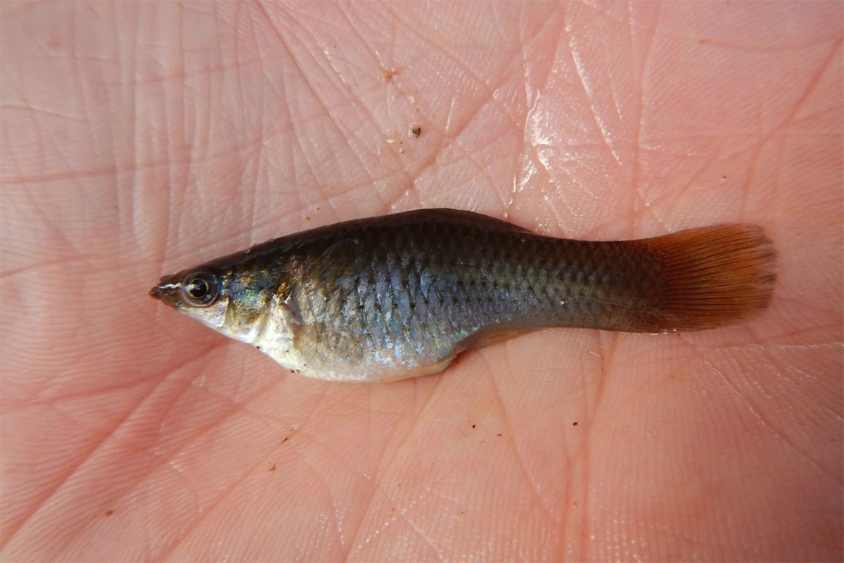 nwtls's tweet photo. The warm waters of Mexico and Texas are home to a small fish that has produced nothing but daughters for over 100,000 years.

https://t.co/185BqJQSS1 https://t.co/97BHApFUJq