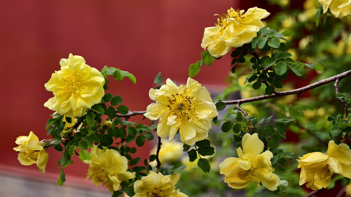 BeijingEvening's tweet image. 法源寺春色图鉴：红墙作纸，繁花入画
Come and witness the stunning spring scenery at Beijing's Fayuan Temple, where #nature puts on its most beautiful display. #beijing