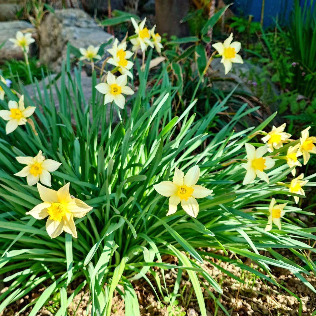 うちだ えいすけ | 本庄市議会議員 内田 英亮 （埼玉県本庄市）UCHIDA Eisuke tweet media