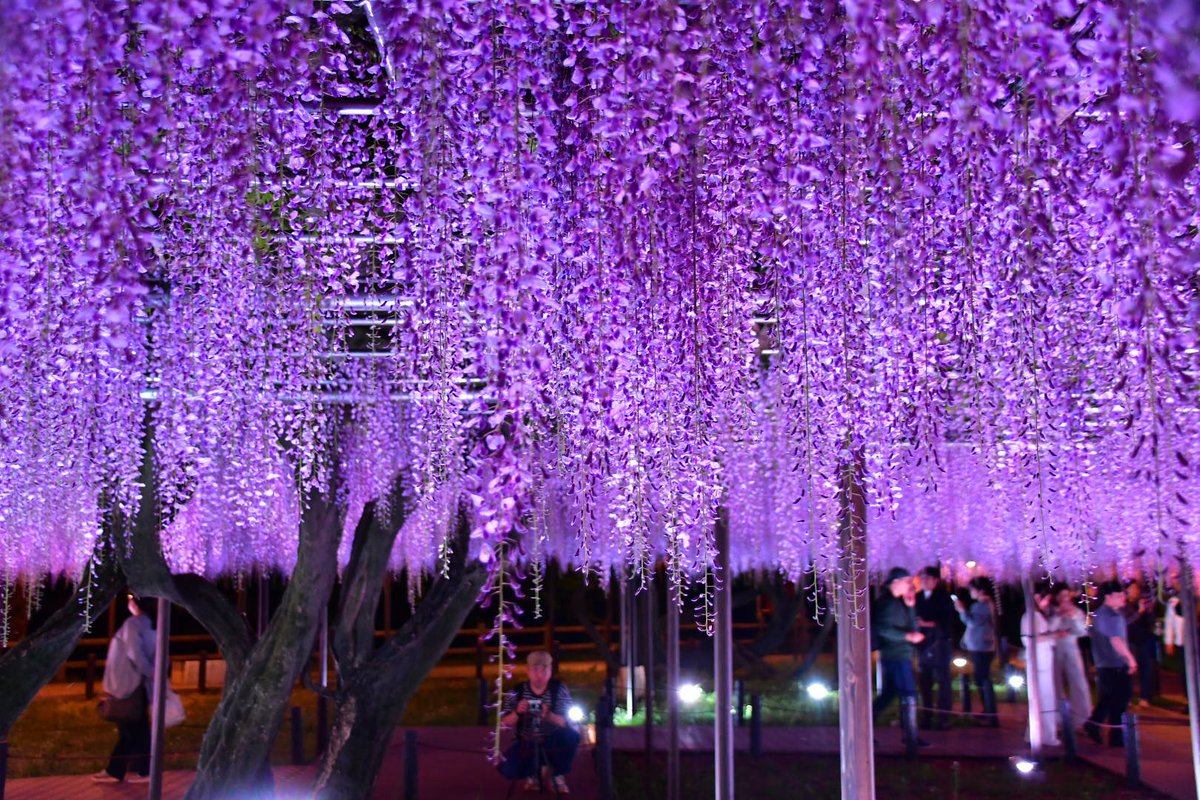 Shichiro tweet media