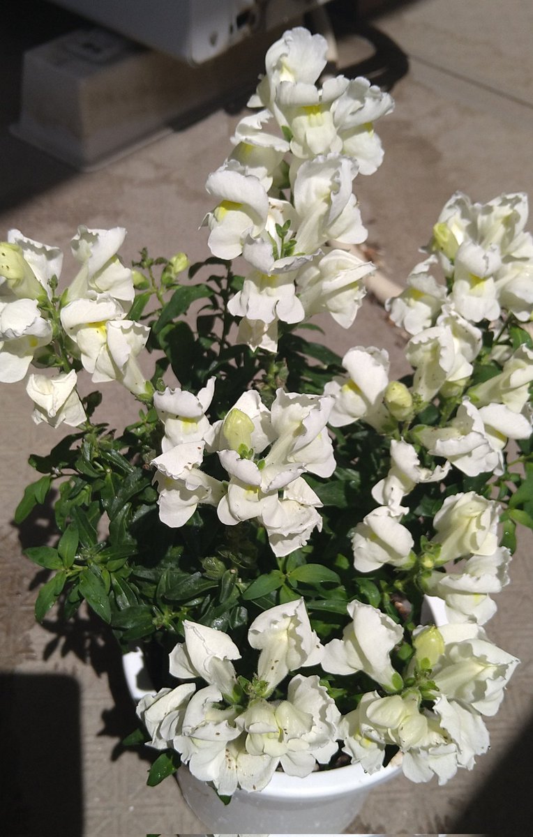 amijprot tweet media