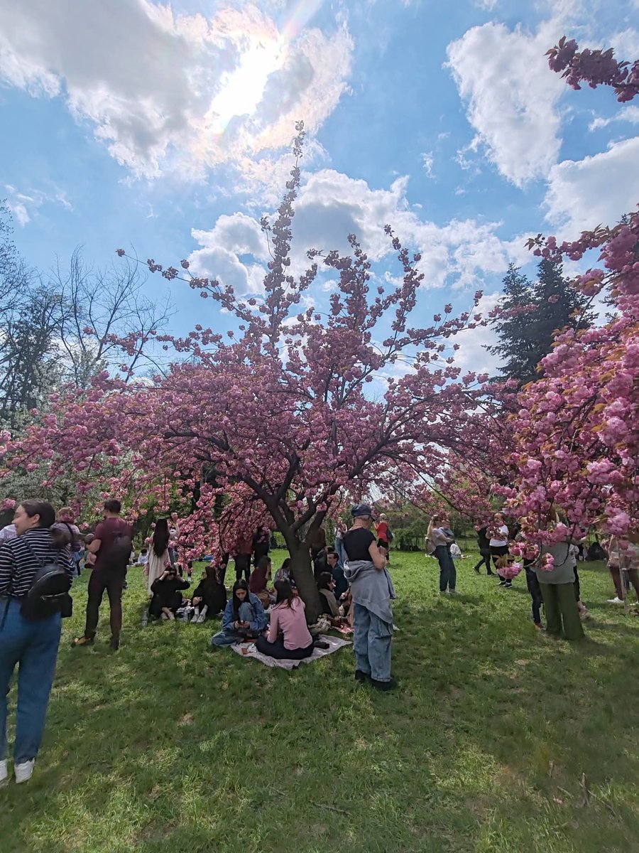 Travel_2Romania's tweet image. 🩷🌿🌸In Grădina Japoneză din Parcul Regele Mihai I (Herăstrău), București 
🩷🇷🇴🇯🇵🩷
#Hanami 🌸 #JapaneseTradition #România