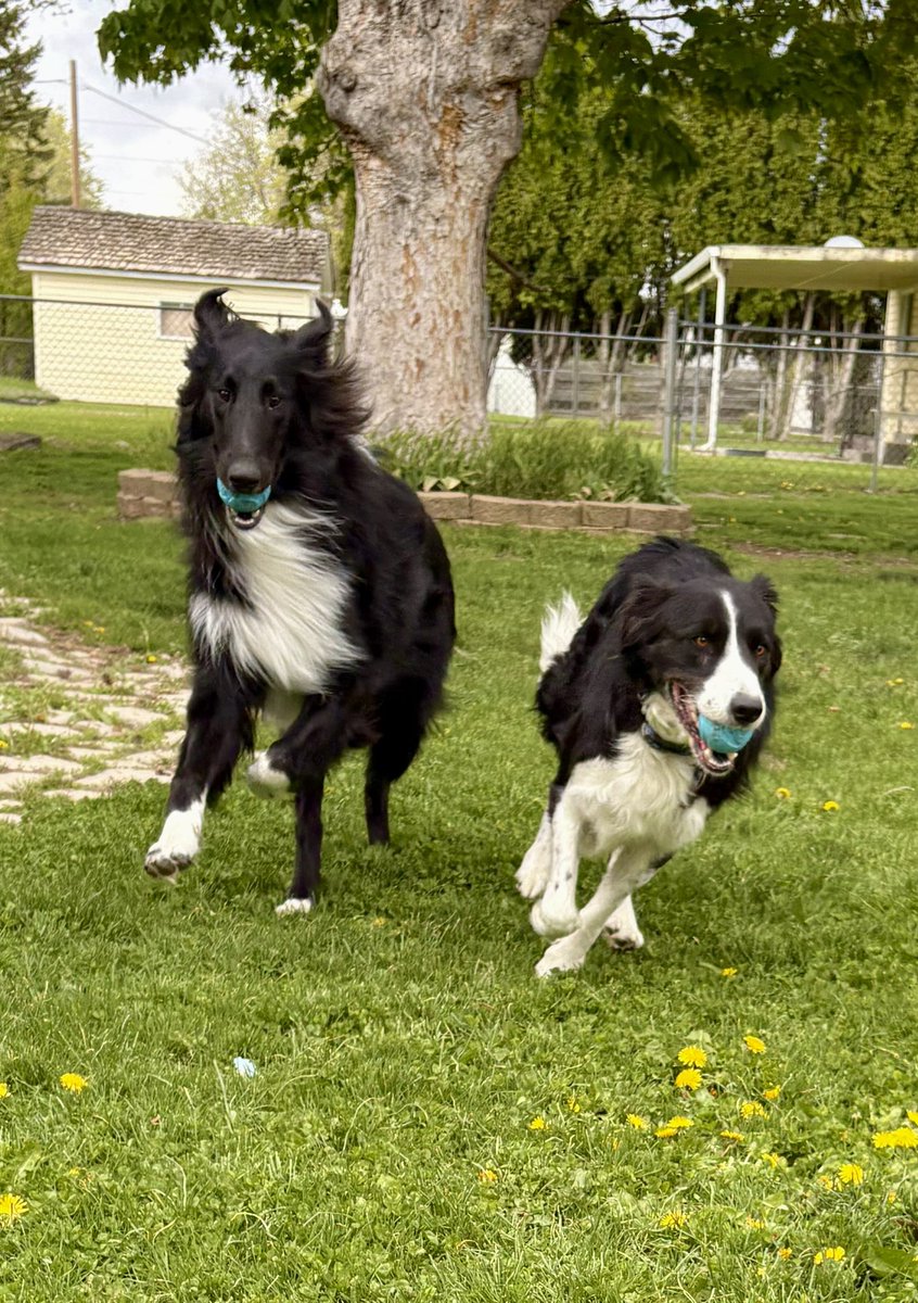 WilmaBenton19's tweet image. Nash and I hope you have a wonderful Saturday! 
#dogsofx #dogsoftwitter #Saturday