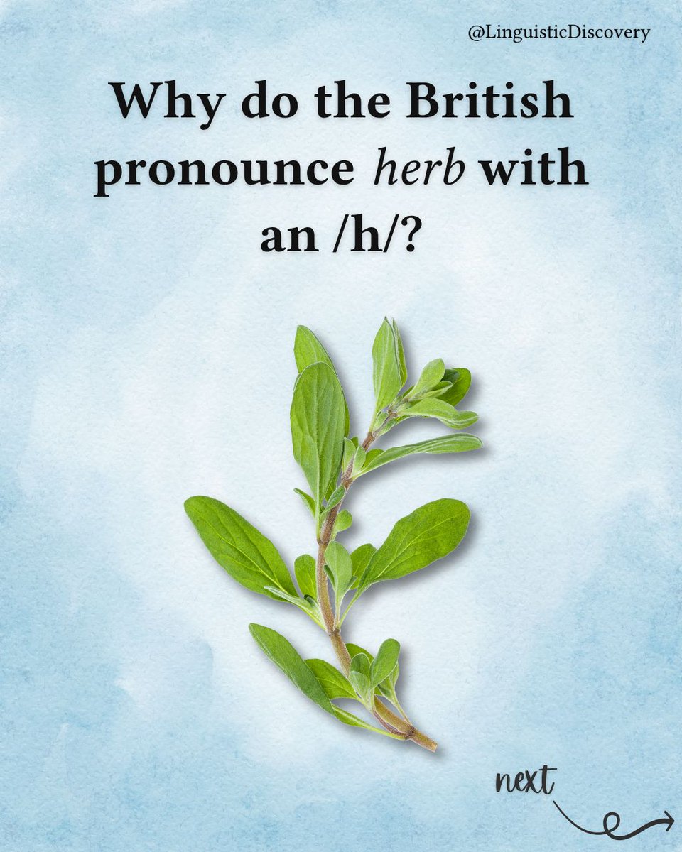 Linguistic Discovery tweet media