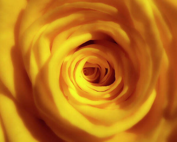 HurmerintaArt's tweet image. Some yellow roses take my breath away.

Beautiful flower photography here:
 johanna-hurmerinta.pixels.com/featured/yello… 

#flowers #roses #wallart #cards #giftideas