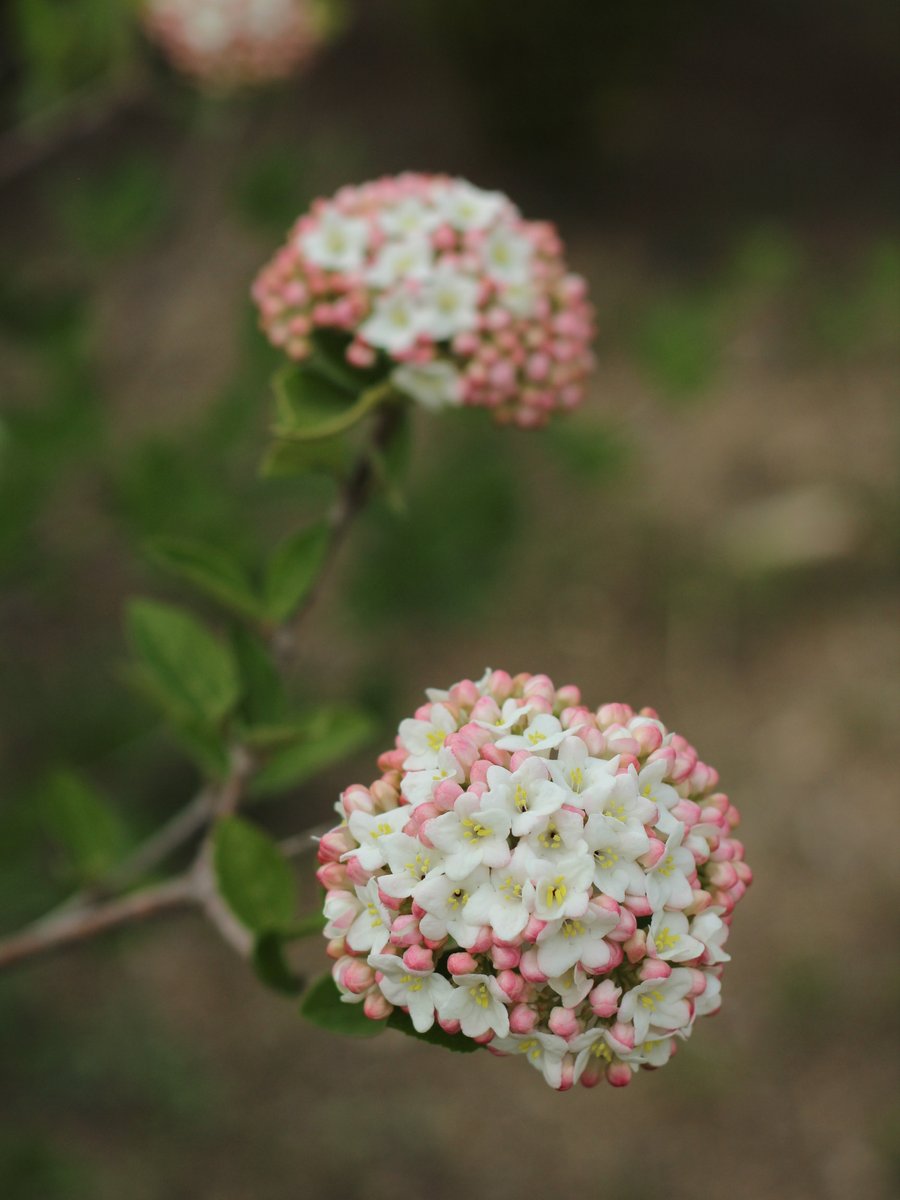 국립세종수목원 처돌이🕯 tweet media