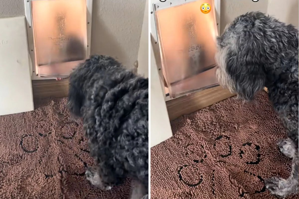 OperaNewsApp's tweet image. "Granddaughter Caught Sneaking In Through Doggy Door – Pets and Children's Emotional Bonding #PetLove #FamilyFun #EmotionalDevelopment"

Click the link to read more👀🔗&amp;gt;&amp;gt; opr.news/3c42bc71260417…

Download App Now ➡️ opr.news/twitter