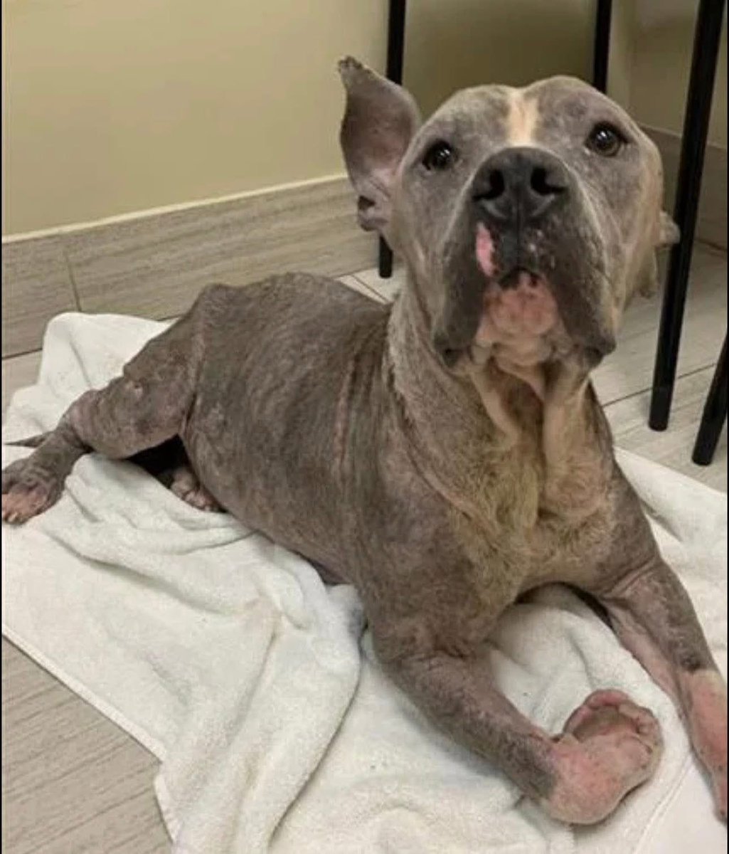 LisaBrabson's tweet image. RHINO #A338926 7yo 
"I know u look at me &amp;amp; think I'm a hopeless😔case,but I  have my head High,cause I know I am Beautiful,inside &amp;amp; out!
And he definitely will,with care &amp;amp; love❤️
#Adopt or #Foster wee RHINO &amp;amp; turn his life around!
Or PLZ #Pledge4Rescue he is at #CorpusChristiACS