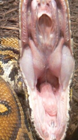 headhort tweet media