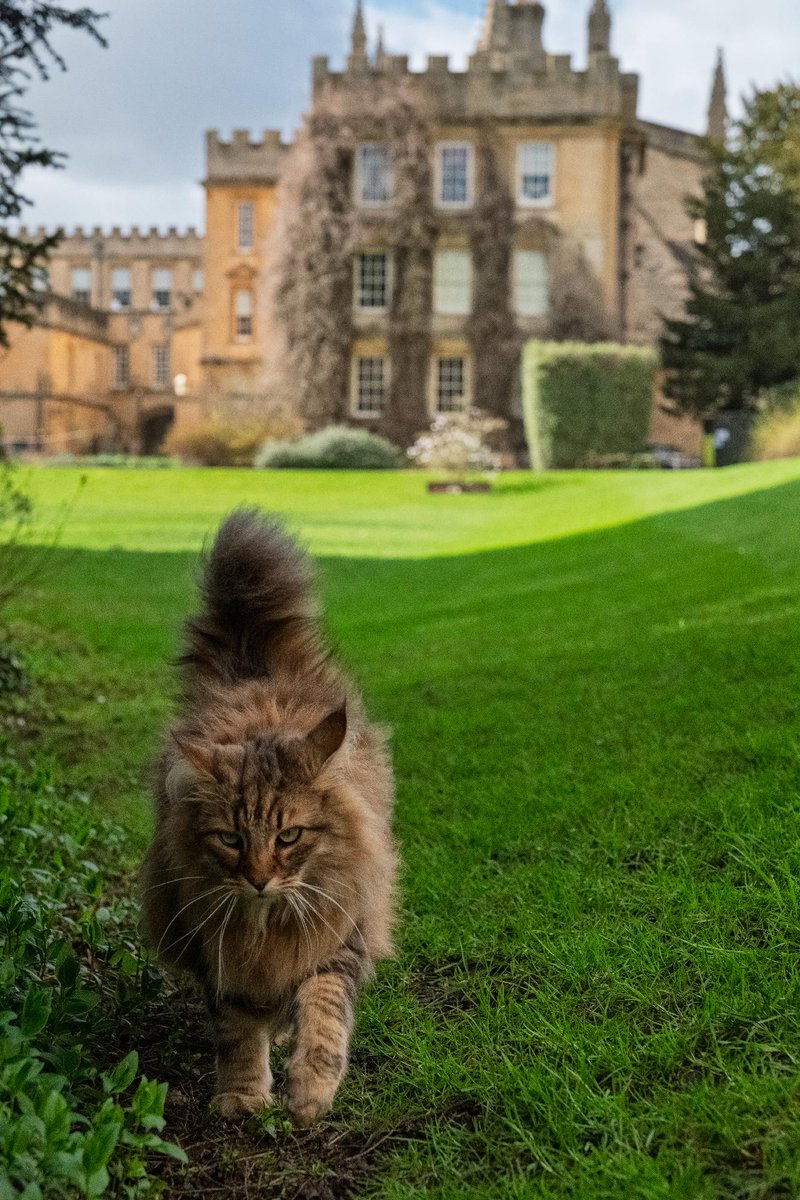 UniofOxford's tweet image. Balthasar has places to be 🐾

📷 | @NewCollegeOx