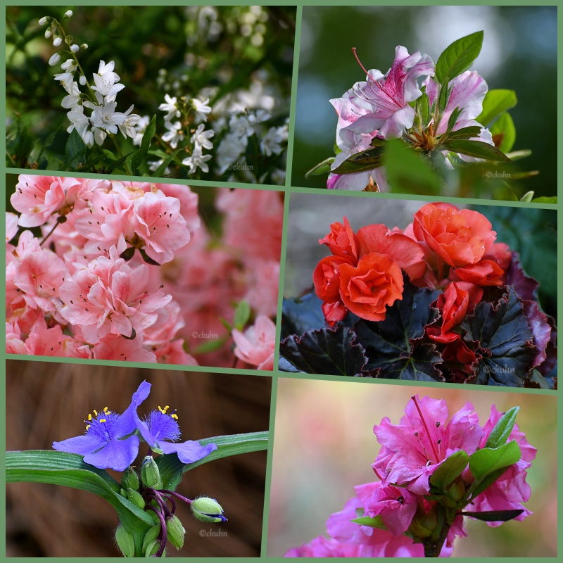catjkuhn's tweet image. #SixonSaturday #FlowerPhotography #Springtime #Gardening #NaturePhotography #Bloomscrolling #Deutzia #Azaleas #Begonias #VirginiaSpiderworts