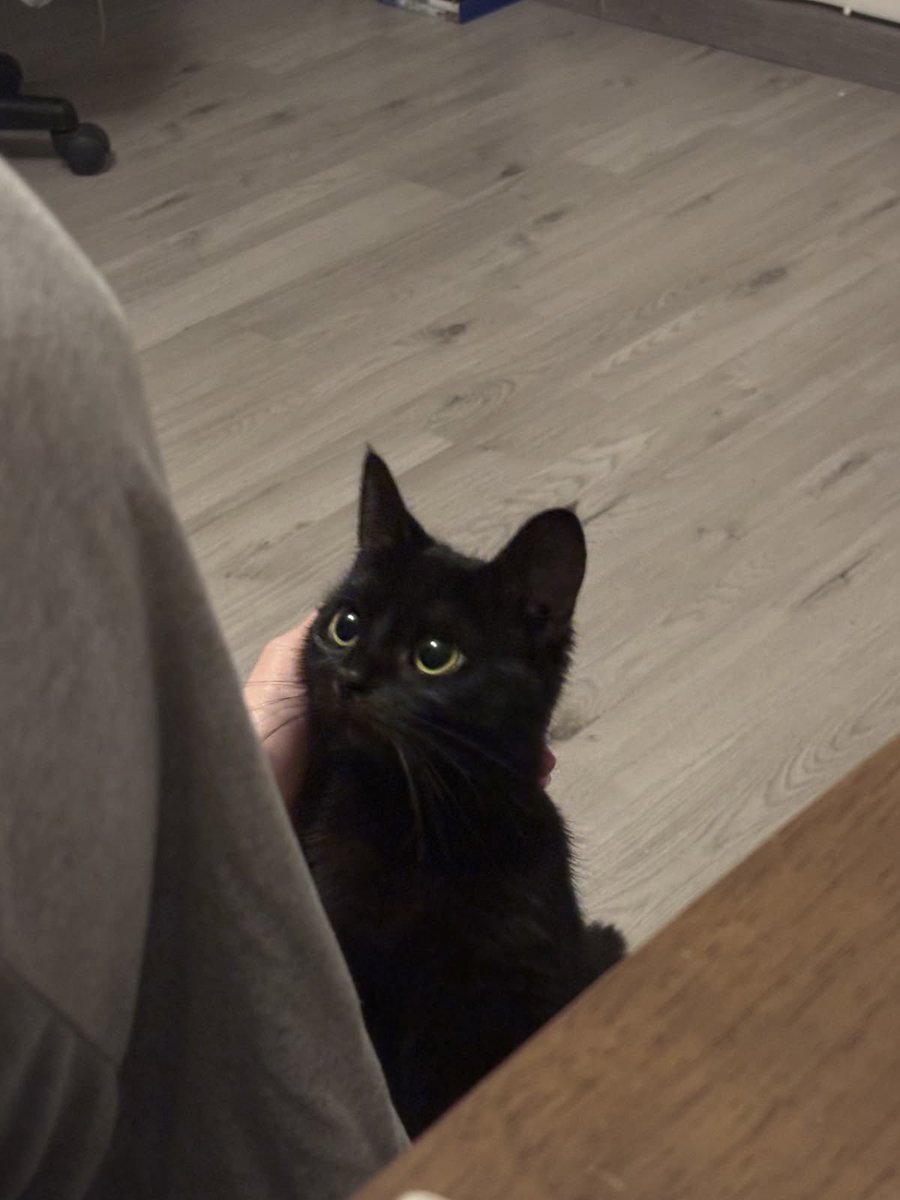 Black cats are not bad luck (@visualscat) on Twitter photo 