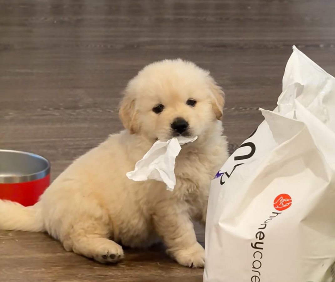 จอฟอ tweet media