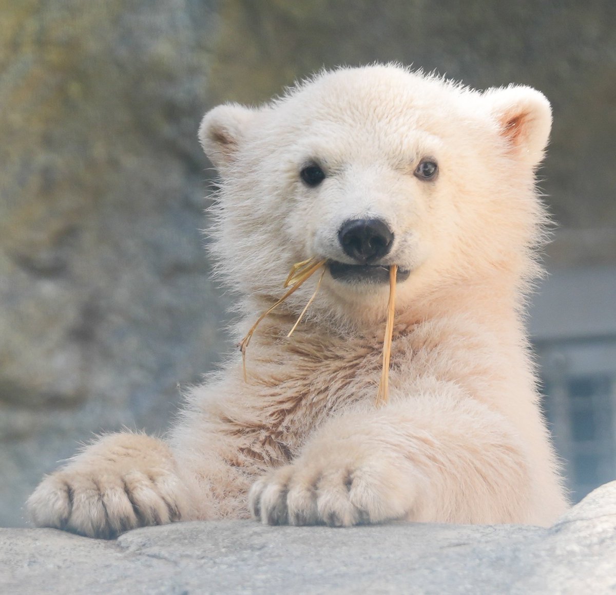 ヨッシー tweet media