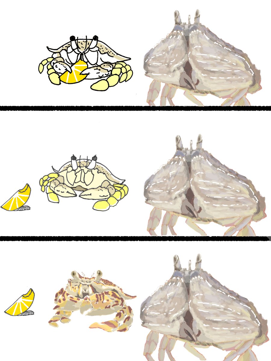 🦀🦀🦀 tweet media