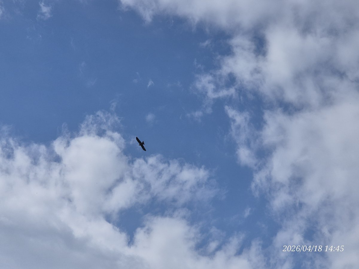 兰德里尼 tweet media