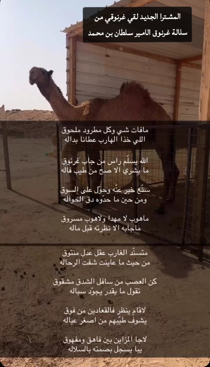 sdro_'s tweet photo. متسنّد الغارب عقل عدل منتوق
من حيث ما عاينت شفت الرحاله https://t.co/oXz6gTgMFr