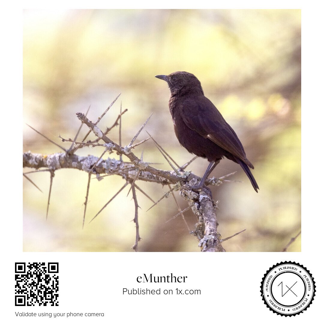 anEMDN_com's tweet image. Anteater-chat ءاكل النمل

shop.1x.com/featured/1-ant…

emunther.com/images/0245384…

#Print #Download #Photo #Wildlife #Anteater