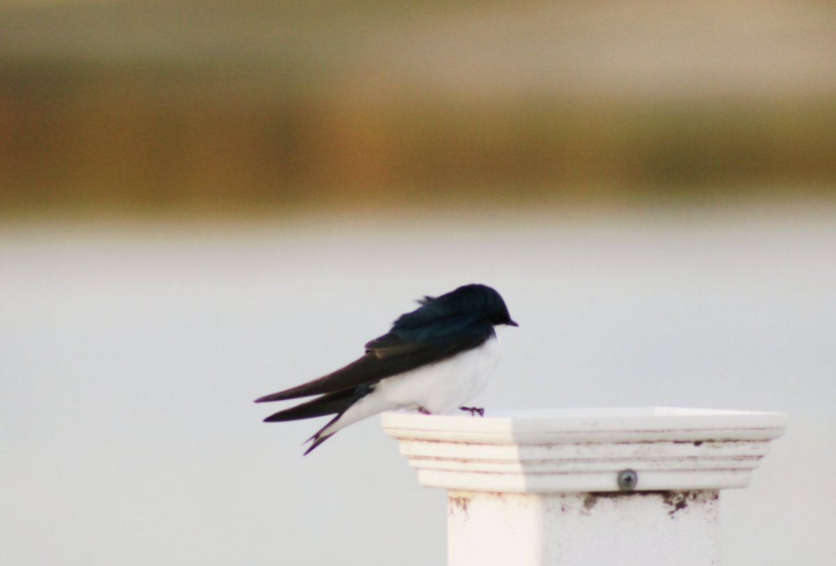 AcyRunway13's tweet image. I gathered moments...
 in hopes of filling my soul
with happiness ✨️

It's the weekend my friends, it's ok to give yourself some grace today ☕️🫶😊
#Saturday #April #spring #NJ
#poetry #thoughts #grace 
#NaturePhotography