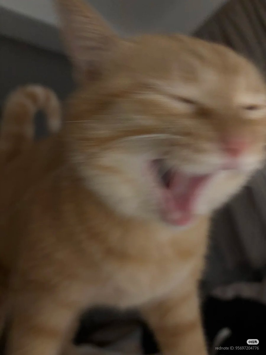 No Context Cats tweet media