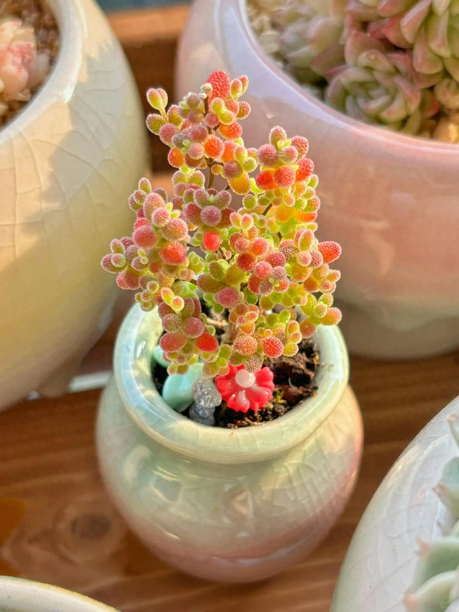 Shamirah tweet media