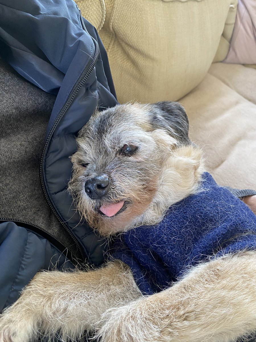 🌈HeidiBT3 Lady caikey member of de house of woofs tweet media