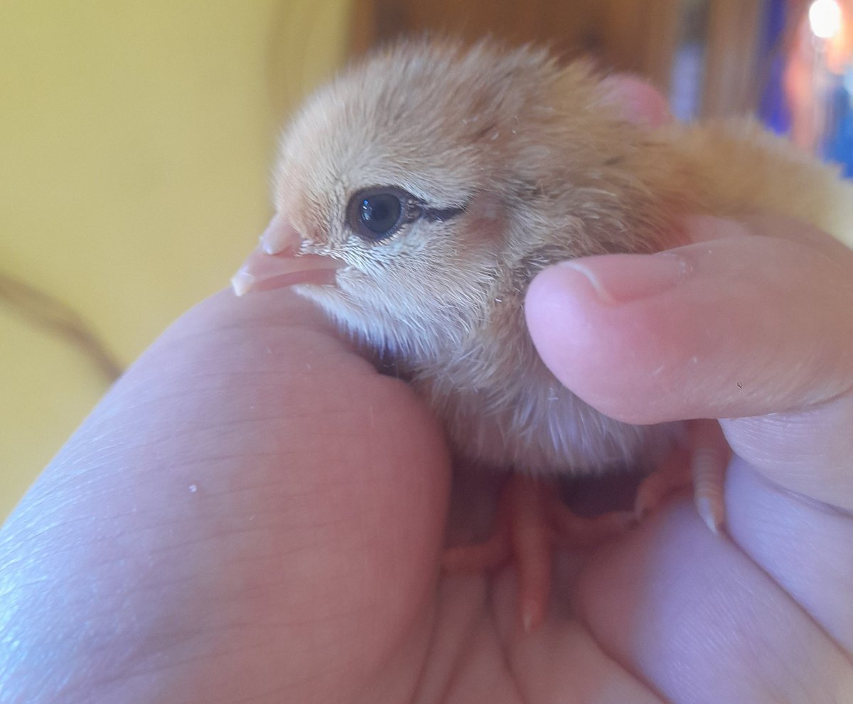 Bocchi naci tweet media