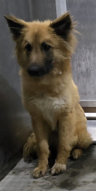 AnimaLancaster's tweet image. #A5770438
Male, red Labrador Retriever and Chow Chow
1 year old.
PetHarbor.com/pet.asp?uaid=L…