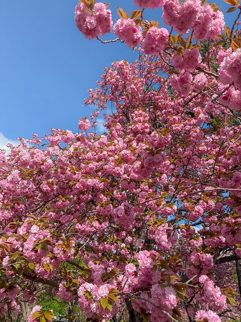 설레임 tweet media