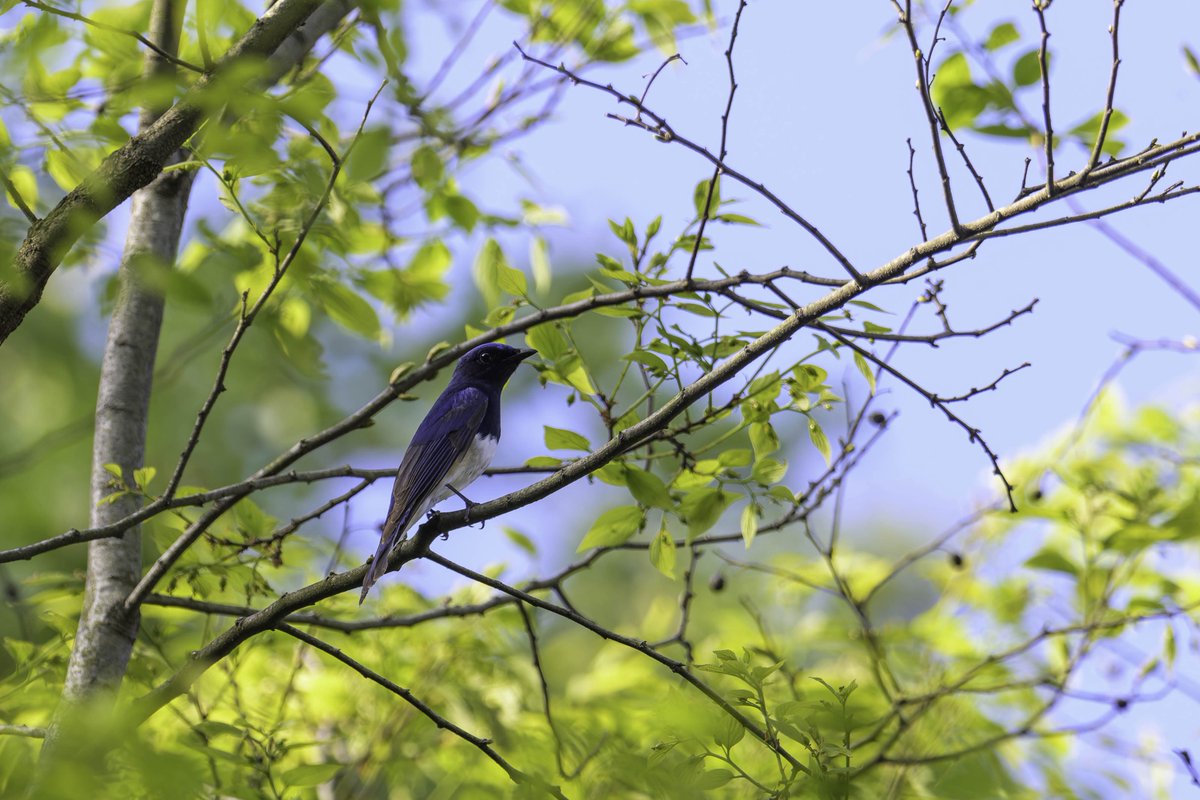 healingbird1's tweet image. 今期初のオオルリです。綺麗な囀りでした😊♪ 𝙉𝙞𝙠𝙤𝙣 ℤ50Ⅱ + NIKKOR ℤ400mm f/4.5 VR+1.4  #Nikon #Z50II  #Z