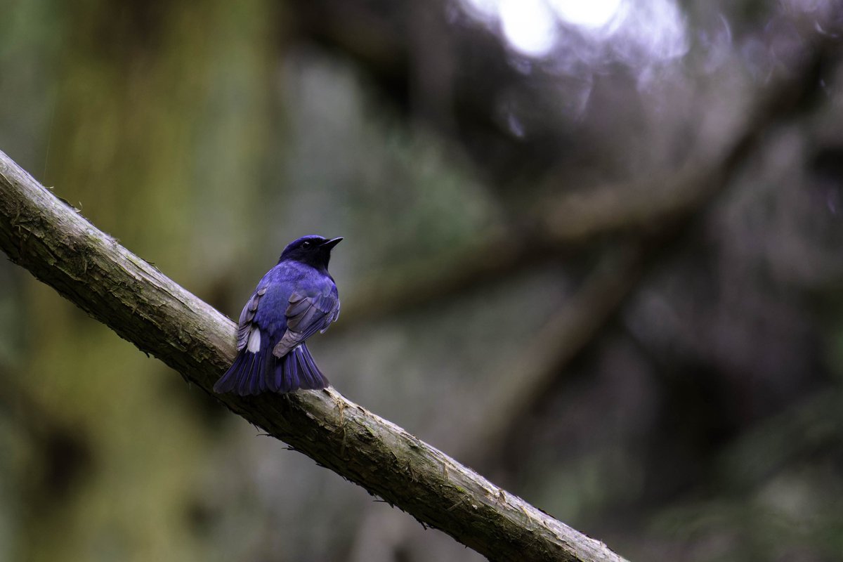 healingbird1's tweet image. 今期初のオオルリです。綺麗な囀りでした😊♪ 𝙉𝙞𝙠𝙤𝙣 ℤ50Ⅱ + NIKKOR ℤ400mm f/4.5 VR+1.4  #Nikon #Z50II  #Z