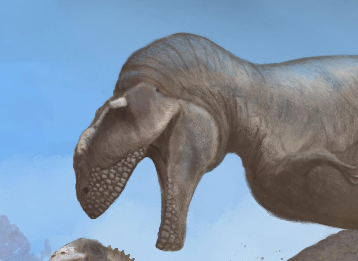 𝐂𝐚𝐫𝐜𝐡𝐚𝐝𝐨𝐫𝐨𝐧𝐭𝐨𝐬𝐚𝐮𝐫𝐮𝐬. tweet media