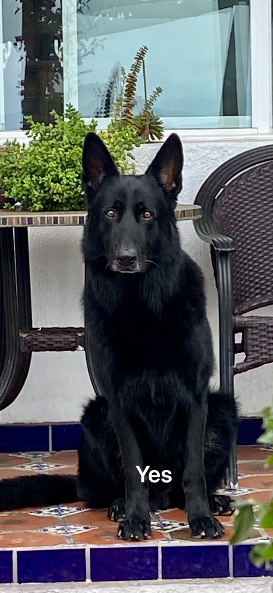 AkkerAdrian's tweet photo. @honeymoon250 More important what would my dog do? https://t.co/FvOhZJhGsz