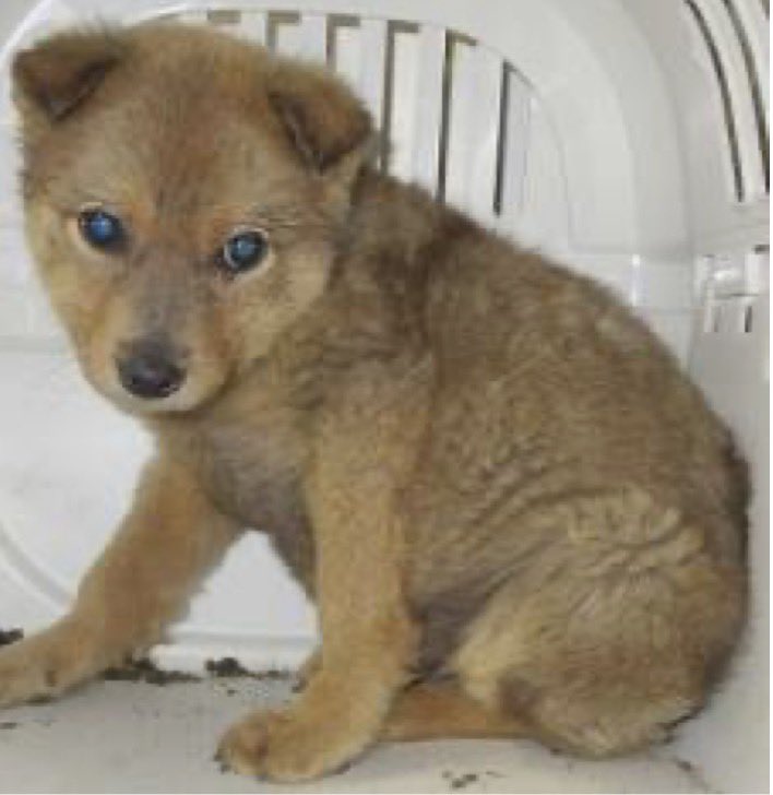 🟦香川県中讃保健所収容情報🟦
管理番号2630027
3〜4ヶ月の男の子が捕獲されました
こんなに小さな身体でどれだけの不安を抱えているの？
本来犬は誰かに守られ、愛される生き物なのにね…
どうかこの子に安心できる環境を…🙏
優しい手を…🙇‍♂️

掲載期限４月23日