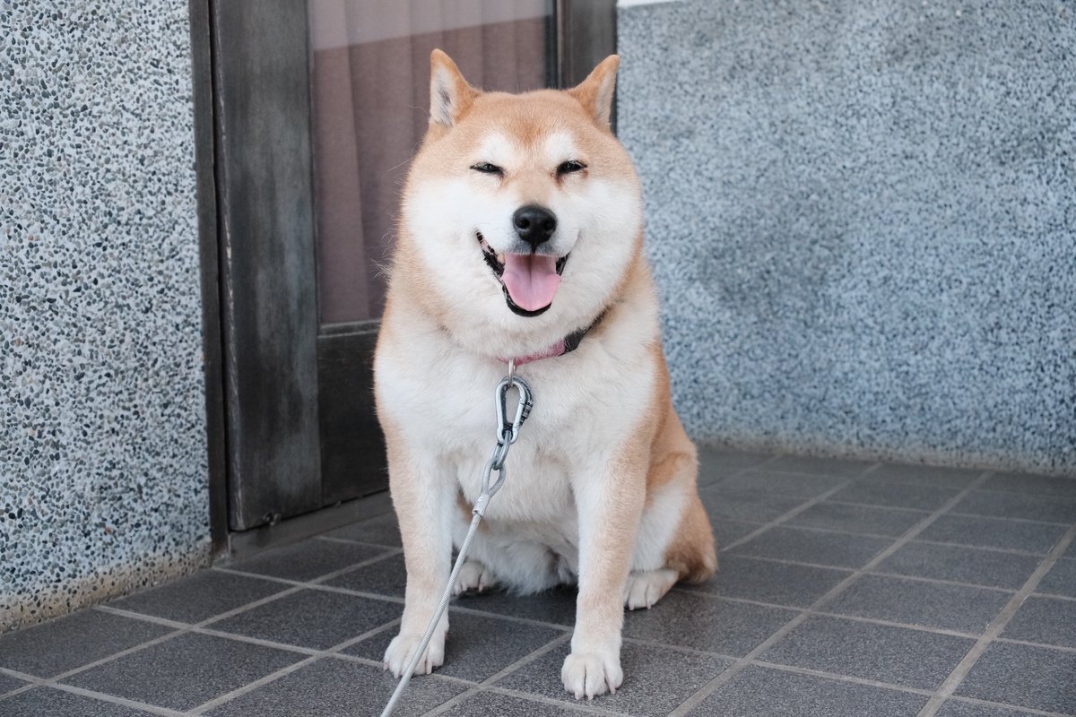 柴犬せいちゃん🐕🌈 tweet media