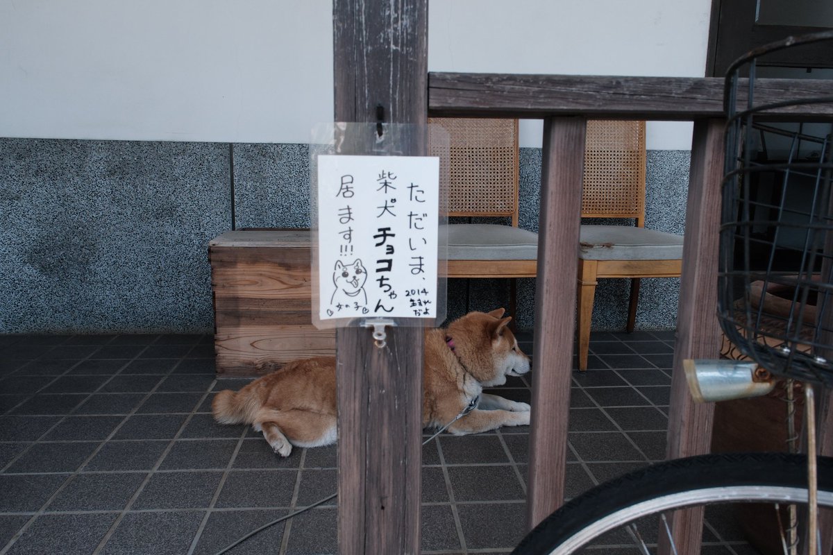 柴犬せいちゃん🐕🌈 tweet media